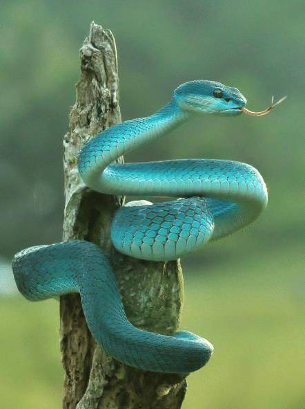 世界上最值钱的蛇,外表艳丽迷人,即使有钱也买不到_蓝血_动物_售价