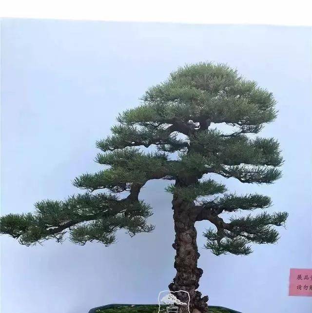 将军把门,家宅安宁_作品_盆景_造型