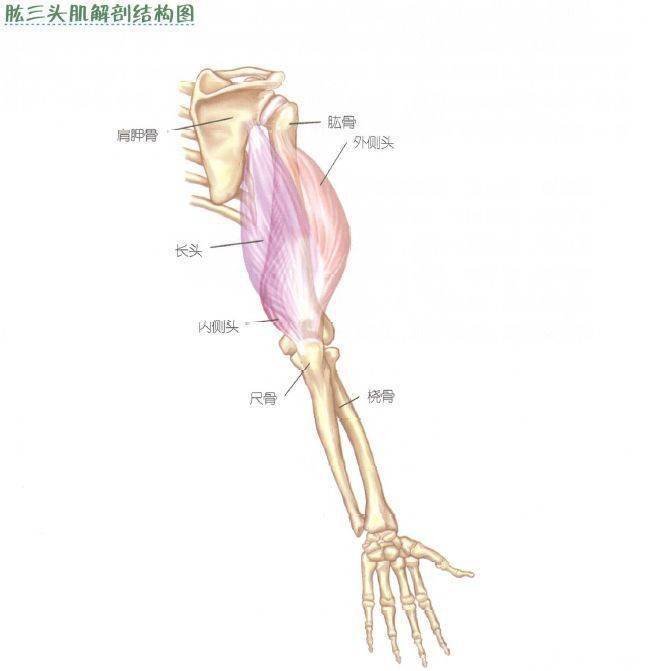 教你八个健身动作练手臂