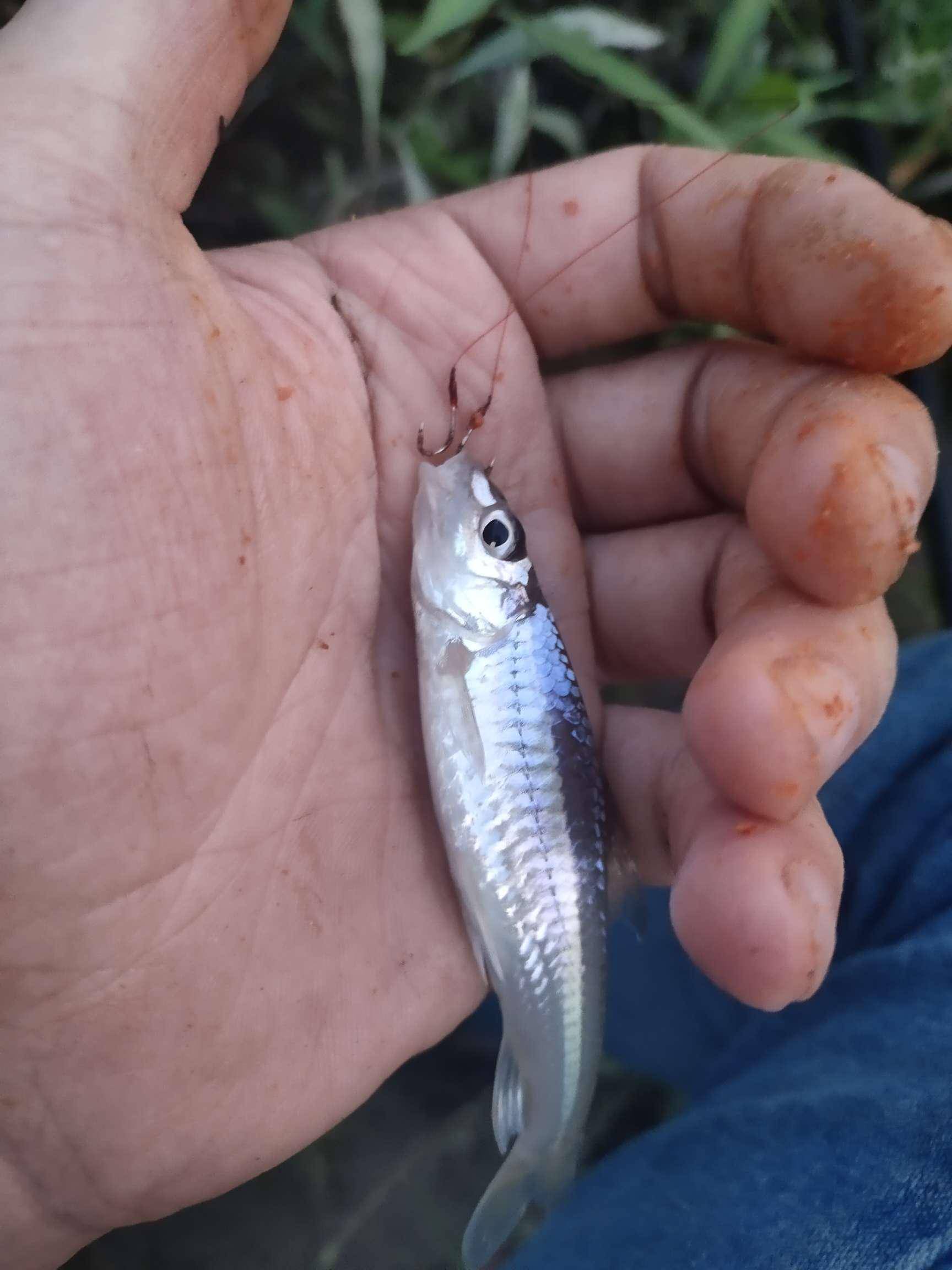 「大魚王」窩裡有魚相爭豔,岸上人氣急敗壞_餌料_麻魚_螃蟹