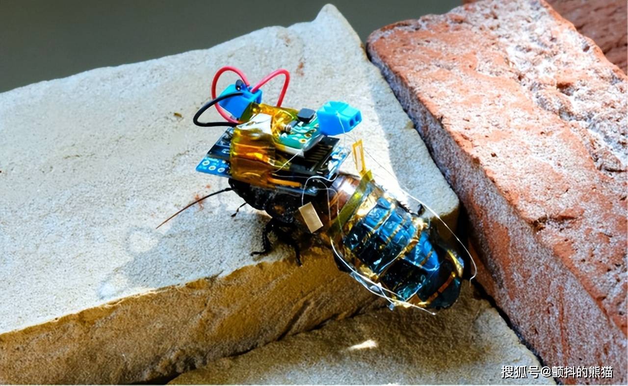 日本成功将蟑螂机器人化,期待活用于灾害救助活动_昆虫_研究_进行