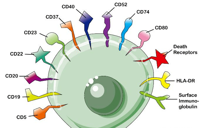 of differentiation"(分化簇或分化群)的缩写,又名白细胞分化抗原