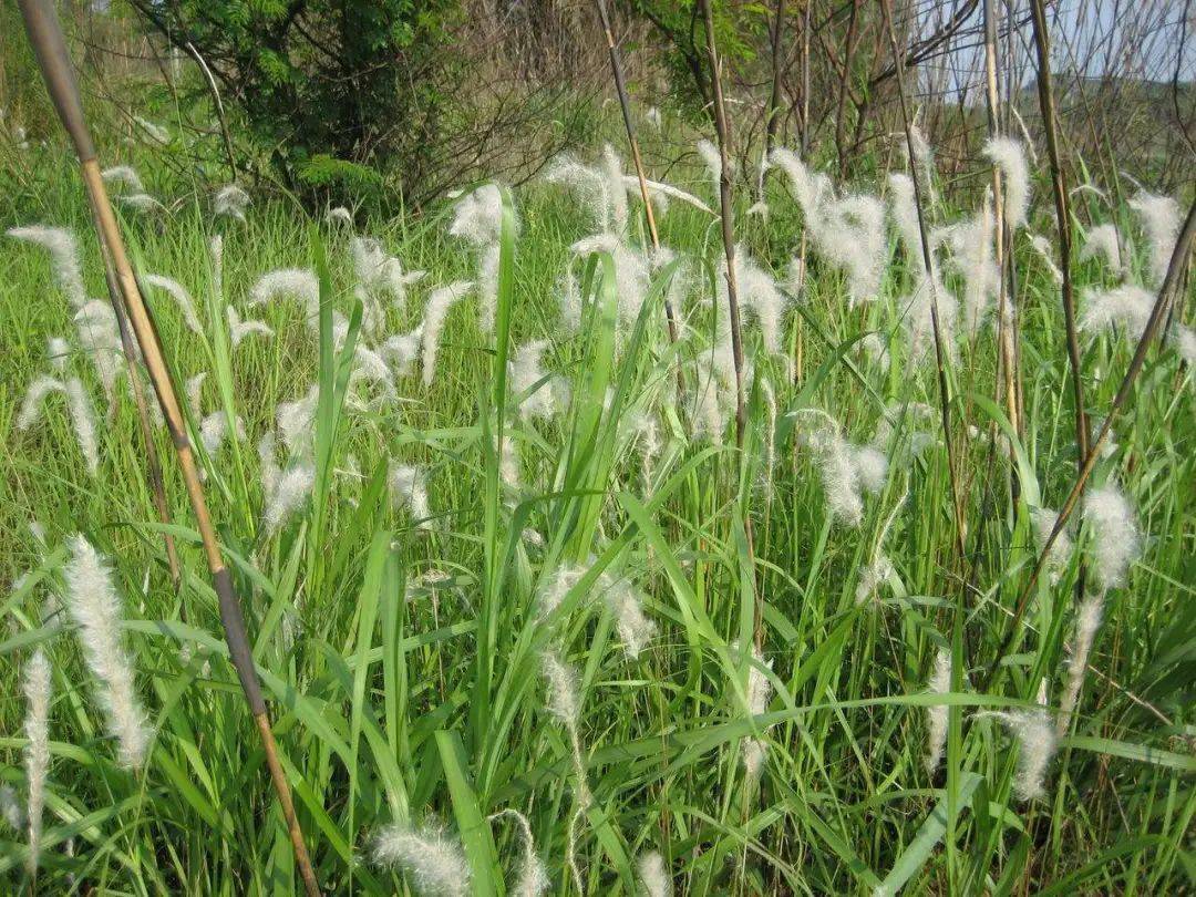 芦根植物图片图片