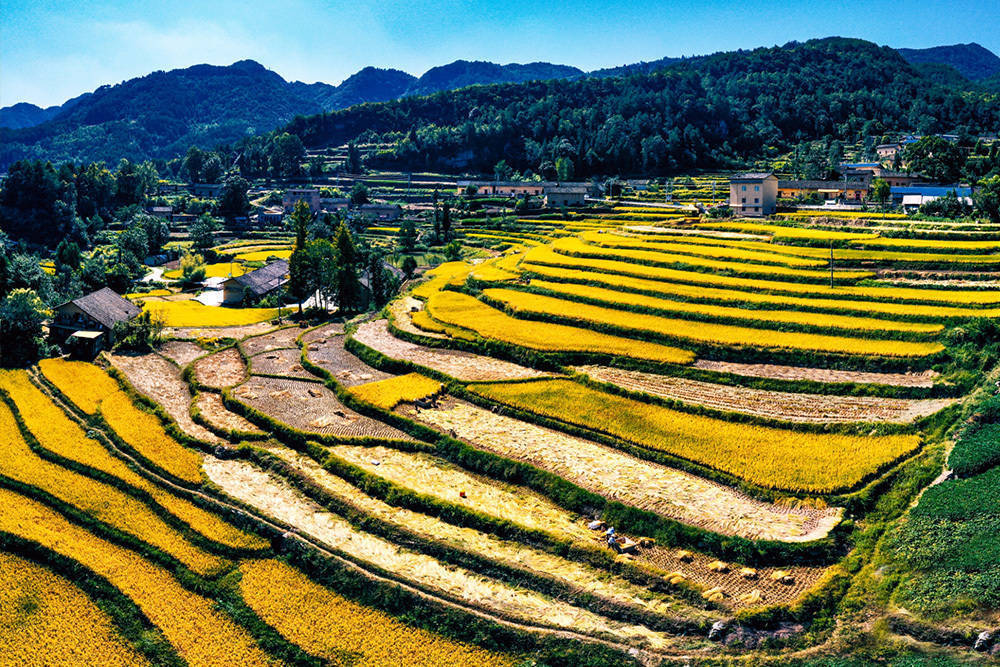 金秋时节,巴东县信陵镇牛洞坪村的千亩梯田迎来丰收,金黄的水稻迎风