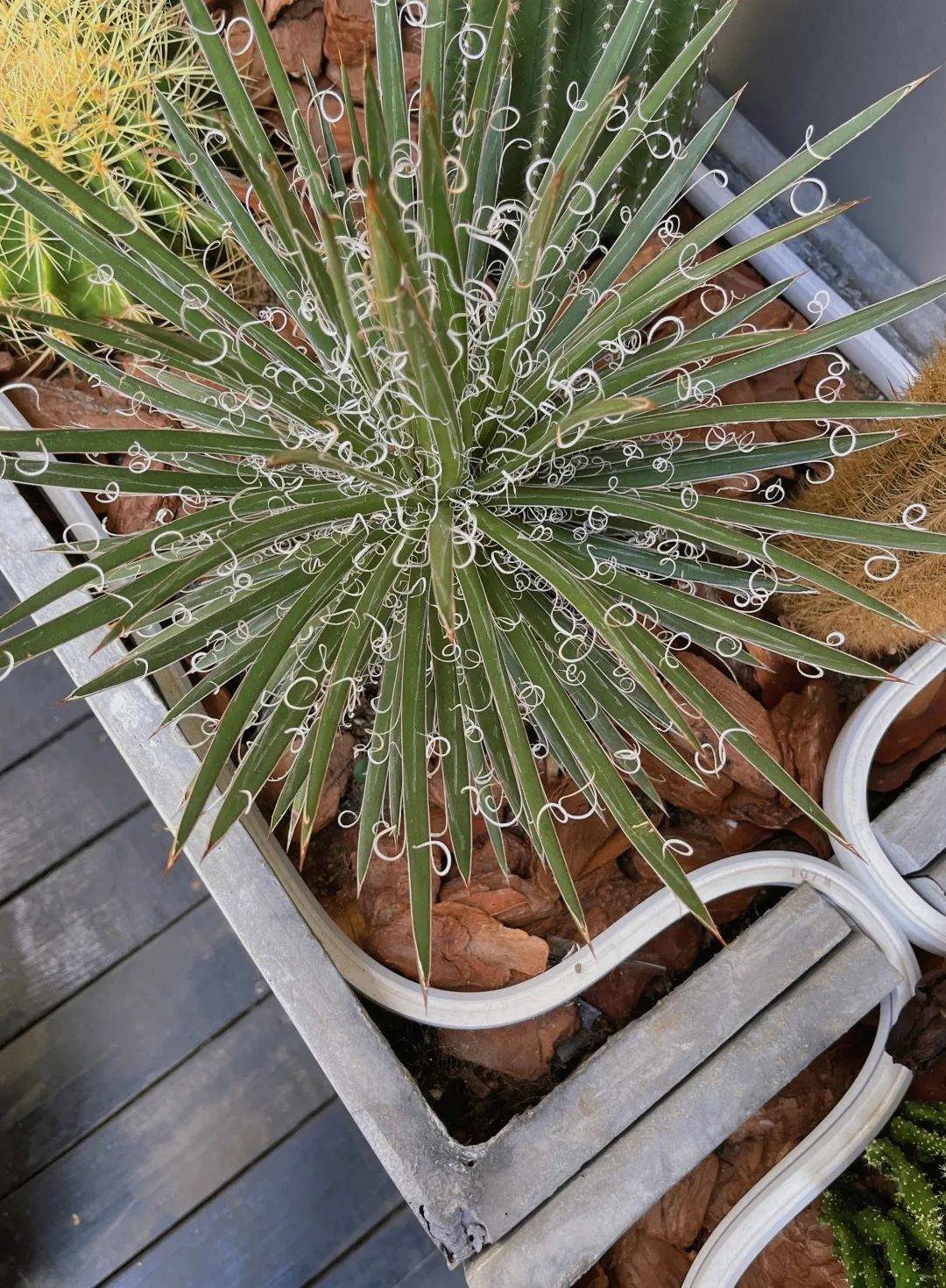 9月7日,和植物聊天,它开始回答我_唐棉_@wind_柑子