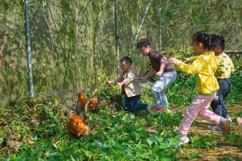 十八般武艺使出来~农村散养的走地鸡可不容易抓住,大人小孩齐上阵抓鸡