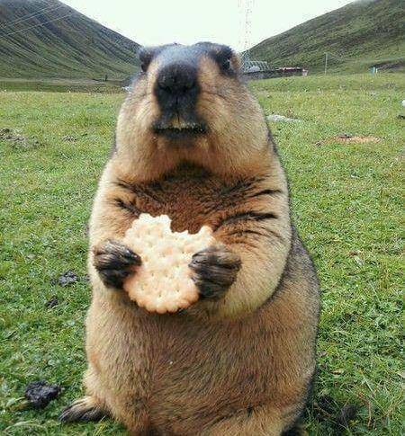 养土拨鼠当宠物?