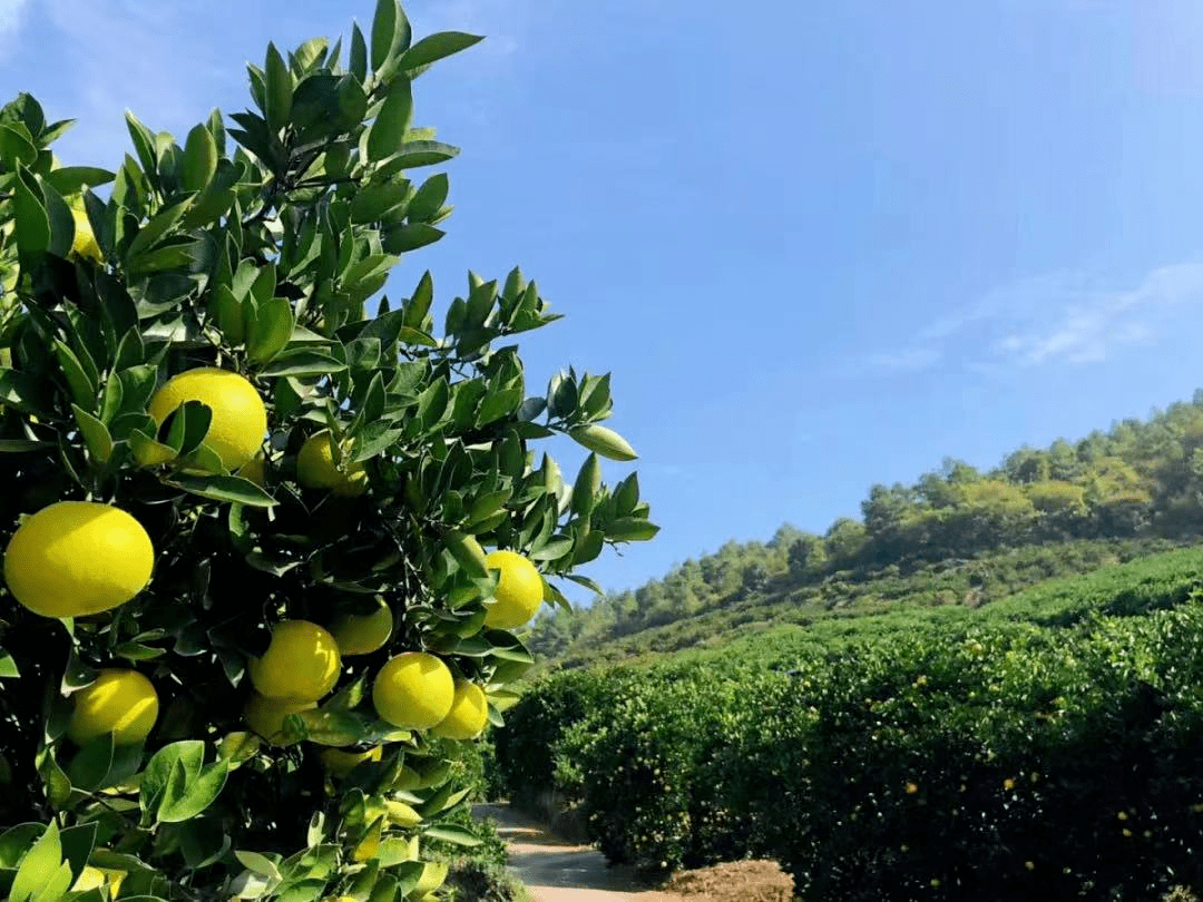 悠游常山,百车万人游来了!_亮点_胡柚_中国