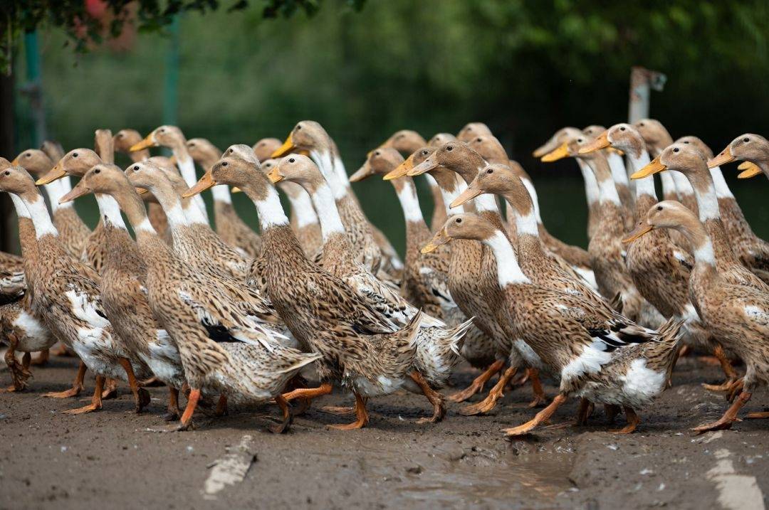 我们的节日 | 这道美食,是崇明人中秋餐桌上的仪式感_老鸭汤_鸭子