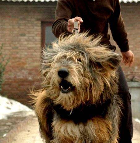 中国大草原上的猛犬,能绞杀草原狼,藏獒在它面前只能算是后辈!