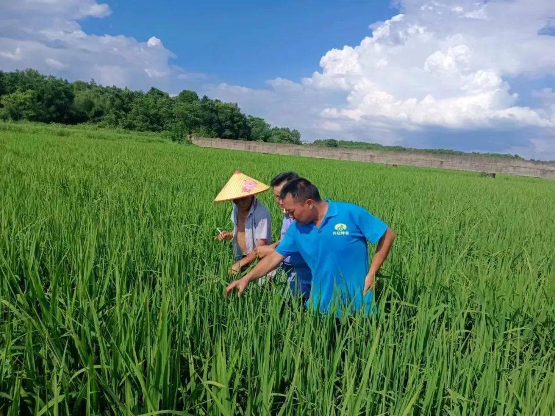 新时代赣鄱乡村好青年|徐建敏:无悔选择人生路, 执着追求种业梦_工作