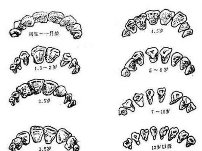 从门齿看人种图片图片