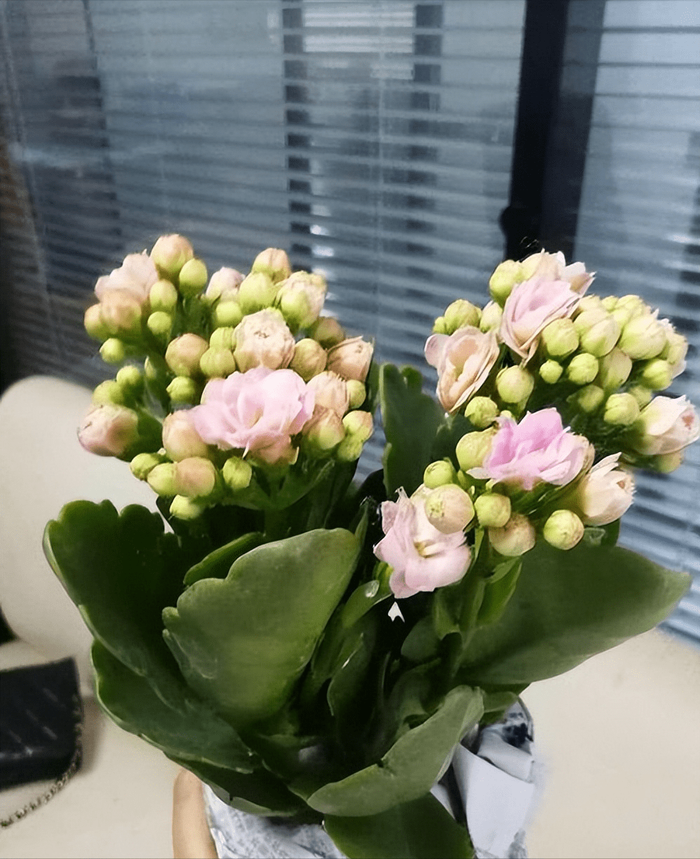 秋天养盆"奶油"长寿花,花色温柔花期长,多头群开叶子都看不见_养护