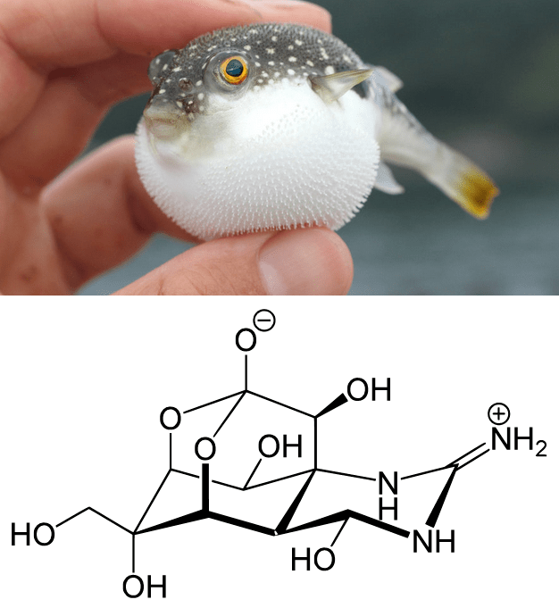 "河豚毒素"的简易人工合成方法终于研制成功!_研究人员_活动_大脑