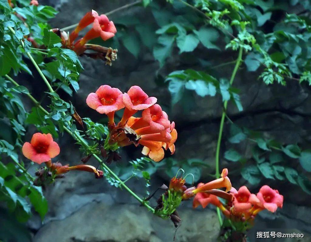 凌霄花凌霄_颜色_紫葳_气生根