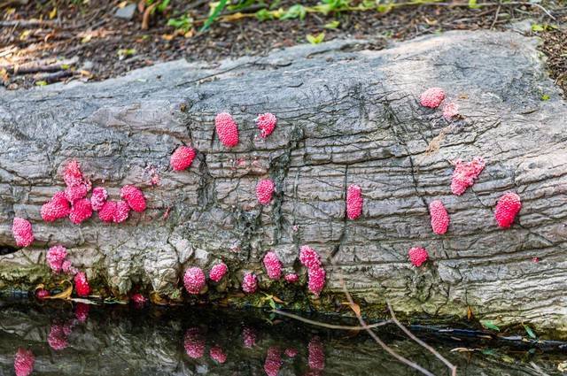 福寿螺入侵我国不到50年,但农民已叫苦连天,它是何方神圣?