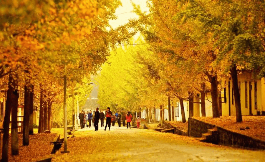 秋季已到，广州哪里有银杏树？四个绝佳地点不要错过