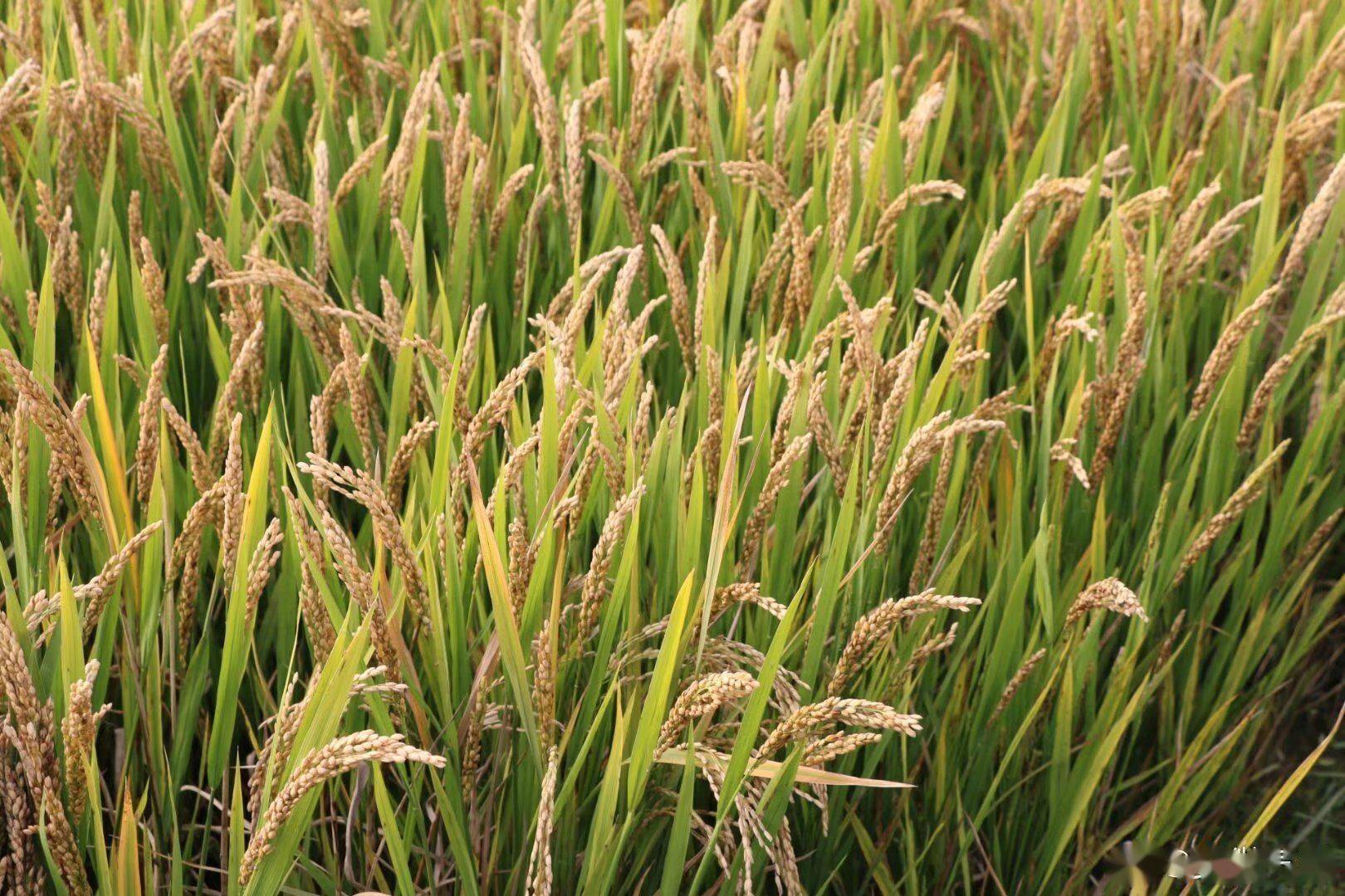 稻子渐熟_广德_地点_味道