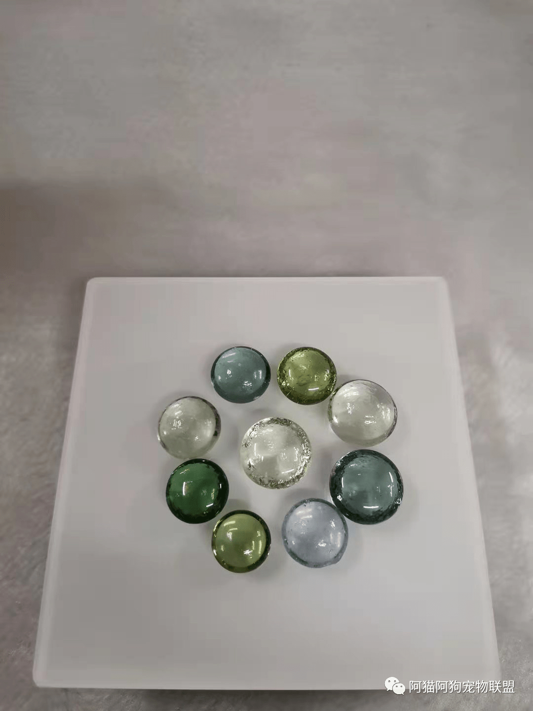 骨灰_金毛日_深圳