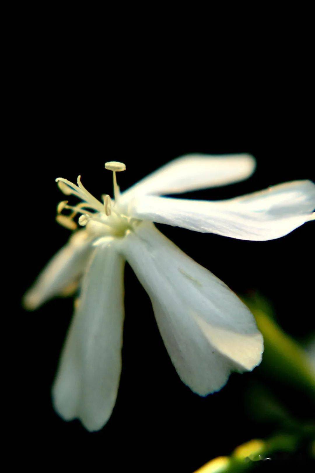 石碱花娇容_搜索_苏长荣_摄影