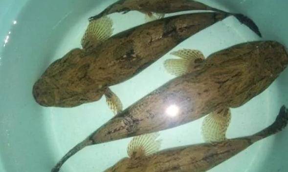 让钓鱼人咬牙切齿的"趴地虎"最大能长到多大?真的没有价值吗?