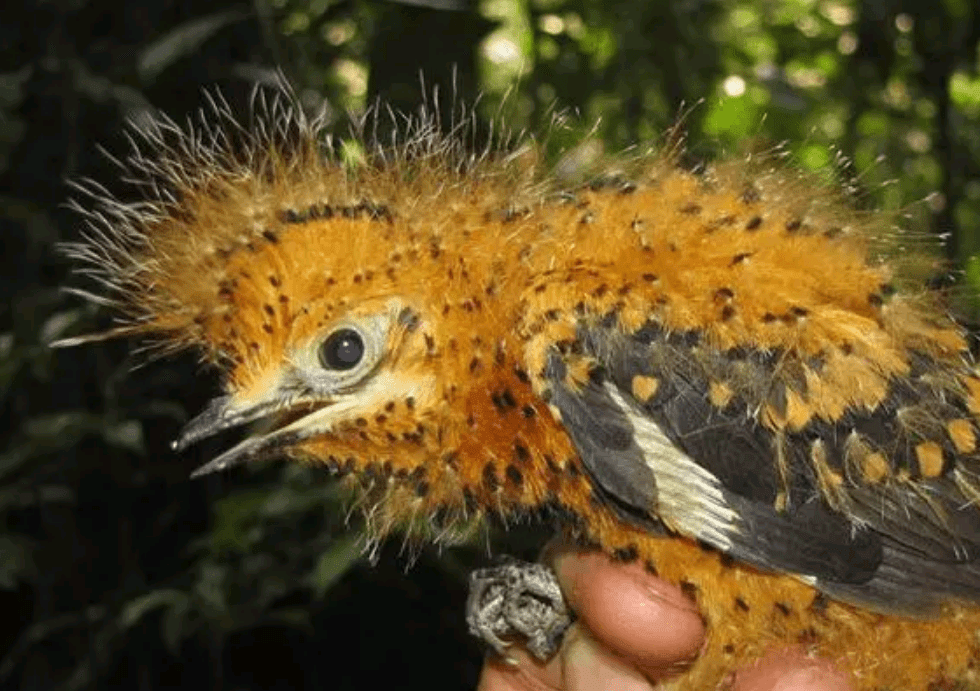 为了保护幼崽,烟灰悲雀的成鸟每小时才会喂雏鸟一次,而这些幼鸟也不会