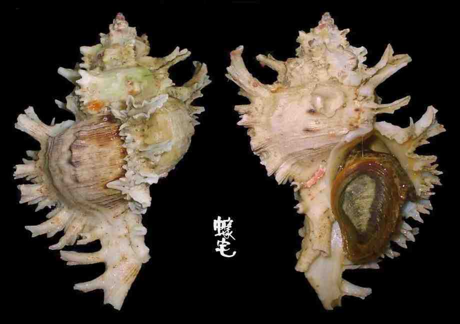 寻宝深圳市海之洋贝壳博物馆 │ 初识亚洲棘螺_frans_畸变_学名