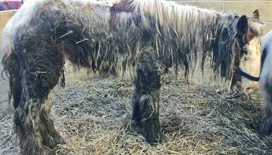 残忍虐待,蠕虫寄生,被判"死亡",4年后逆袭"马选美"_horses_here_heidi