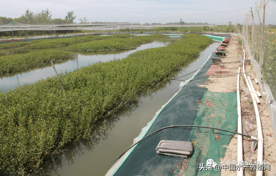 后期温度降下来了主要是喂冻鱼,另外一亩蟹苗塘还要放1吨螺蛳下去