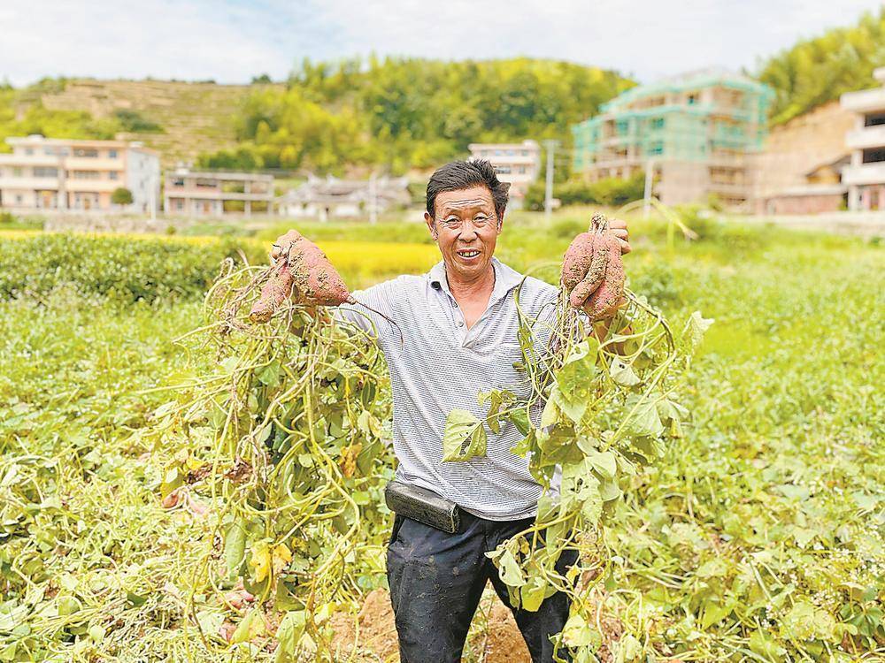 福建安溪蓝田乡蜜薯喜获丰收_谢华云_圣莹_特色