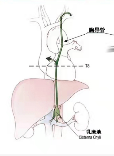 腰静脉解剖图图片