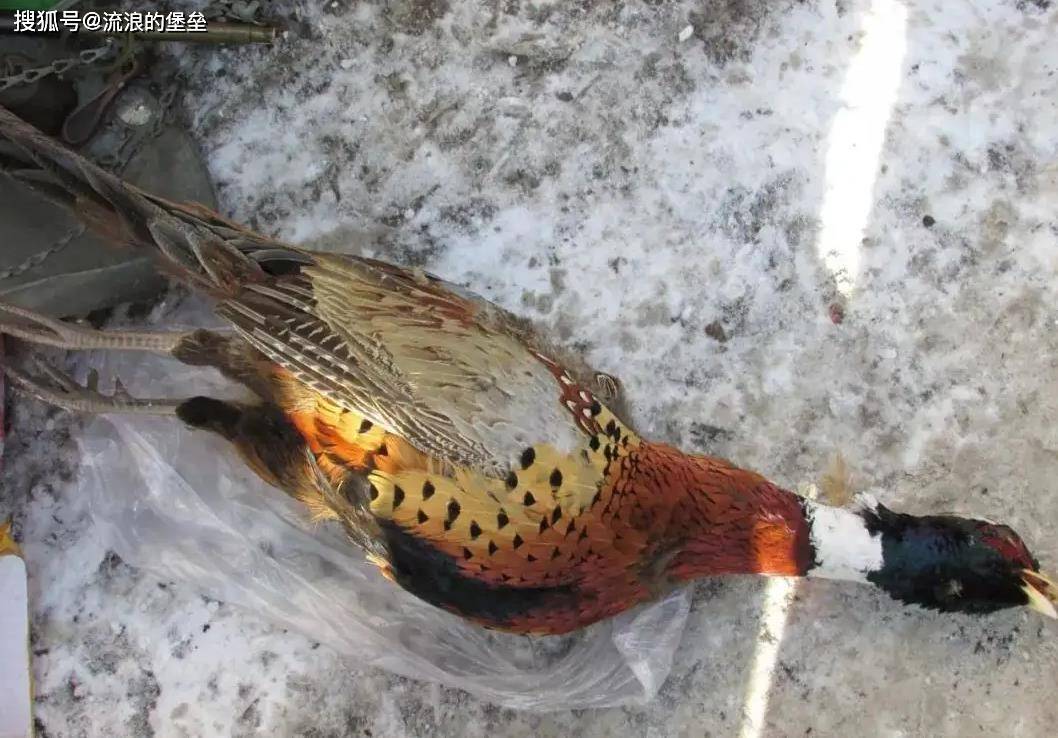 第一种是野鸡,在东北农村以前还挺常见的,可以说出门就能听到野鸡的