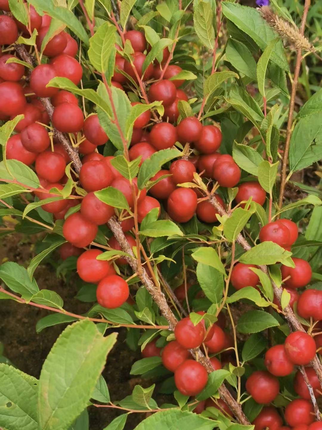 一颗果实药食两用 防风固沙保水土 技术成熟有保证 中华钙果欧李收益