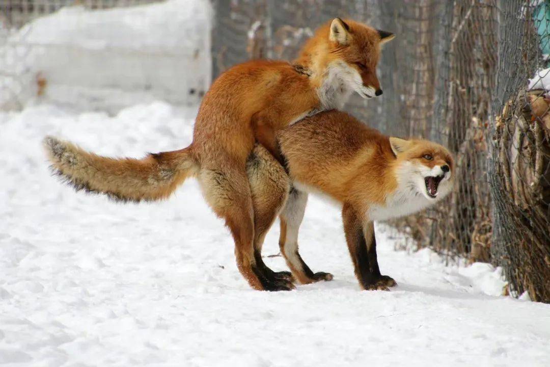 疫情_新交_沙发