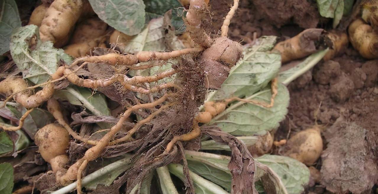 以前乡下遍地的"野草",现在80元一段"根",竟成"稀罕货"_植物_花朵