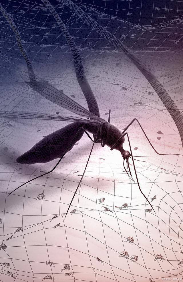全国人大代表提议全面消灭蚊子，假如蚊子灭绝了，会有什么后果？