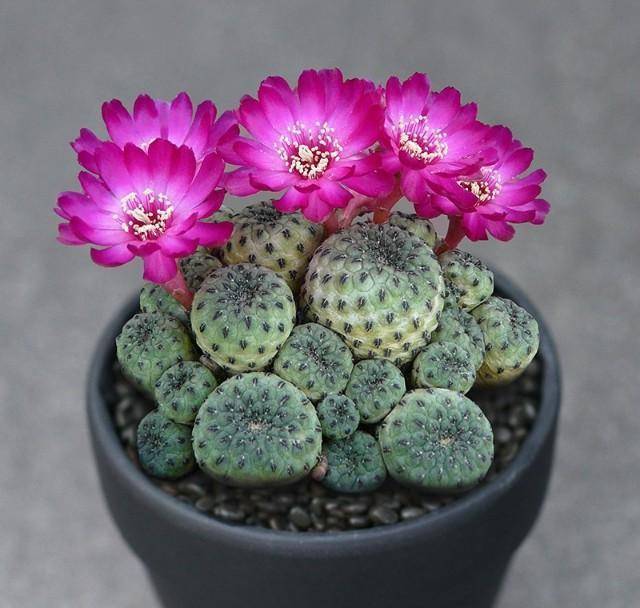 101个仙人球品种,一个比一个好看,快看看你家的叫什么名字