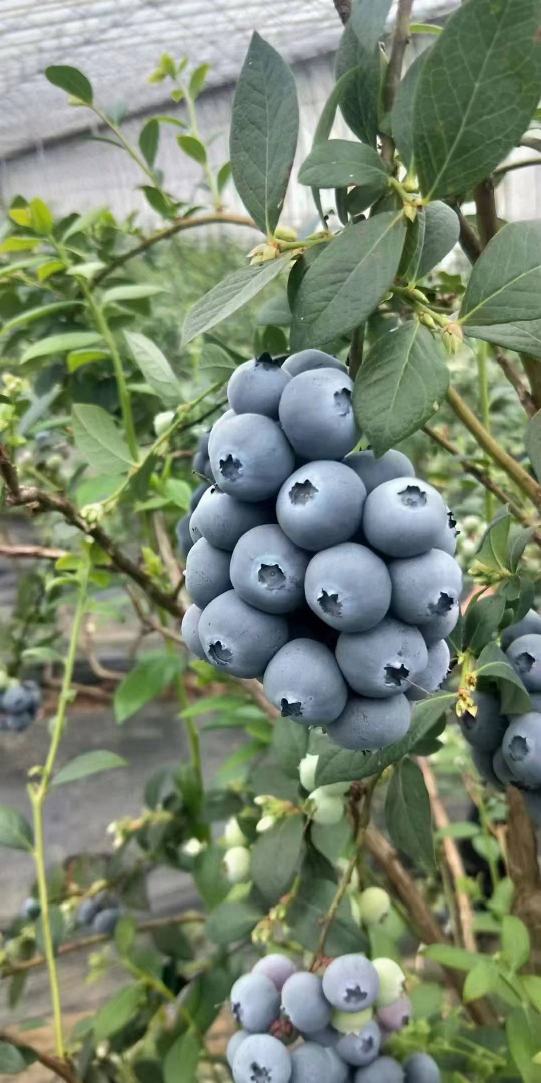 今天我们介绍的优瑞卡蓝莓苗与l11蓝莓苗在我国长江以南产区表现出