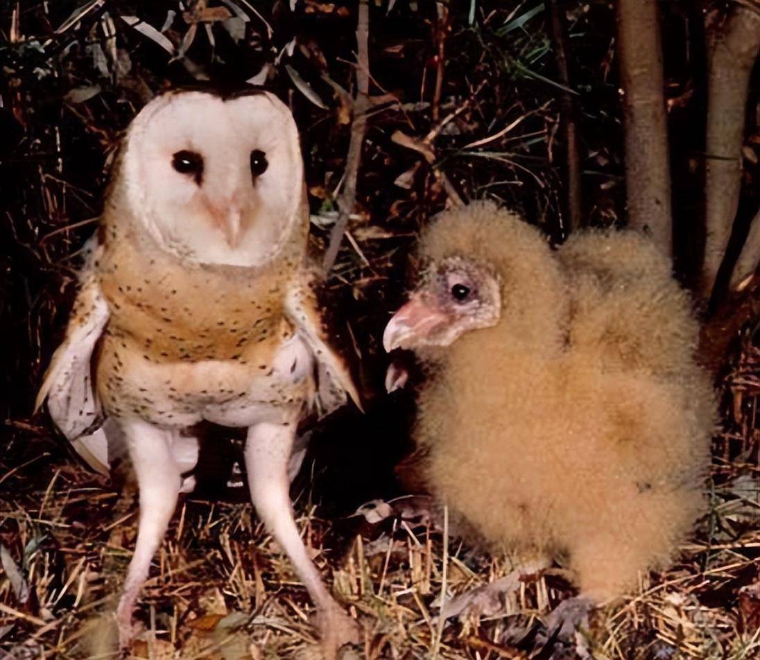 连云港发现8只濒危物种猴面鹰，小时候长得清凉，长大后长得败火