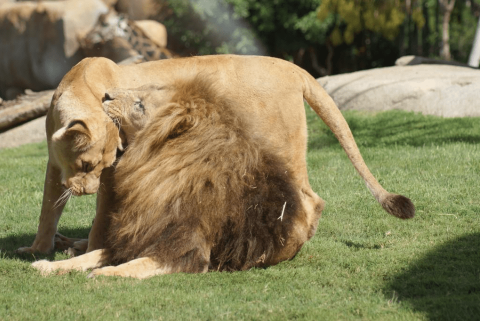 史上最大的貓科動物,美洲擬獅體長接近4米超800斤,能殺猛獁象_巴巴里