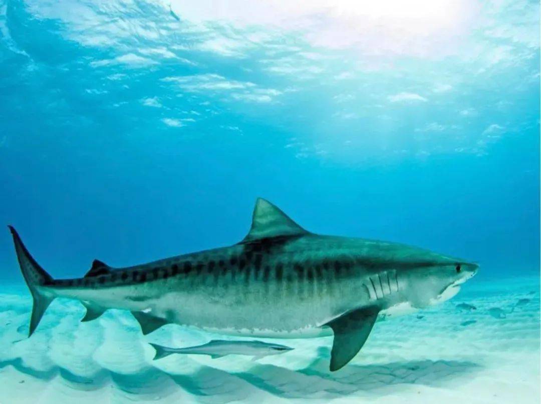 (大白鲨)而最致命的是"三巨头"分别是——大白鲨,虎鲨和牛鲨.