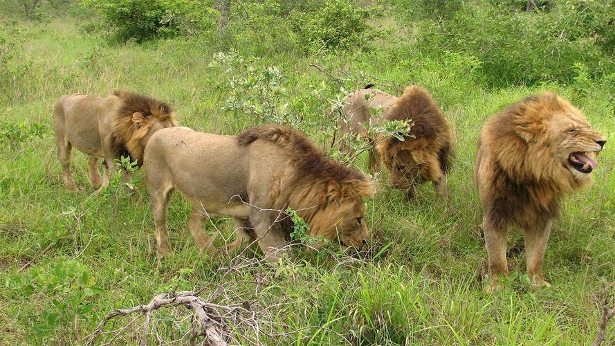 史上最大的猫科动物,美洲拟狮体长接近4米超800斤,能杀猛犸象_巴巴里