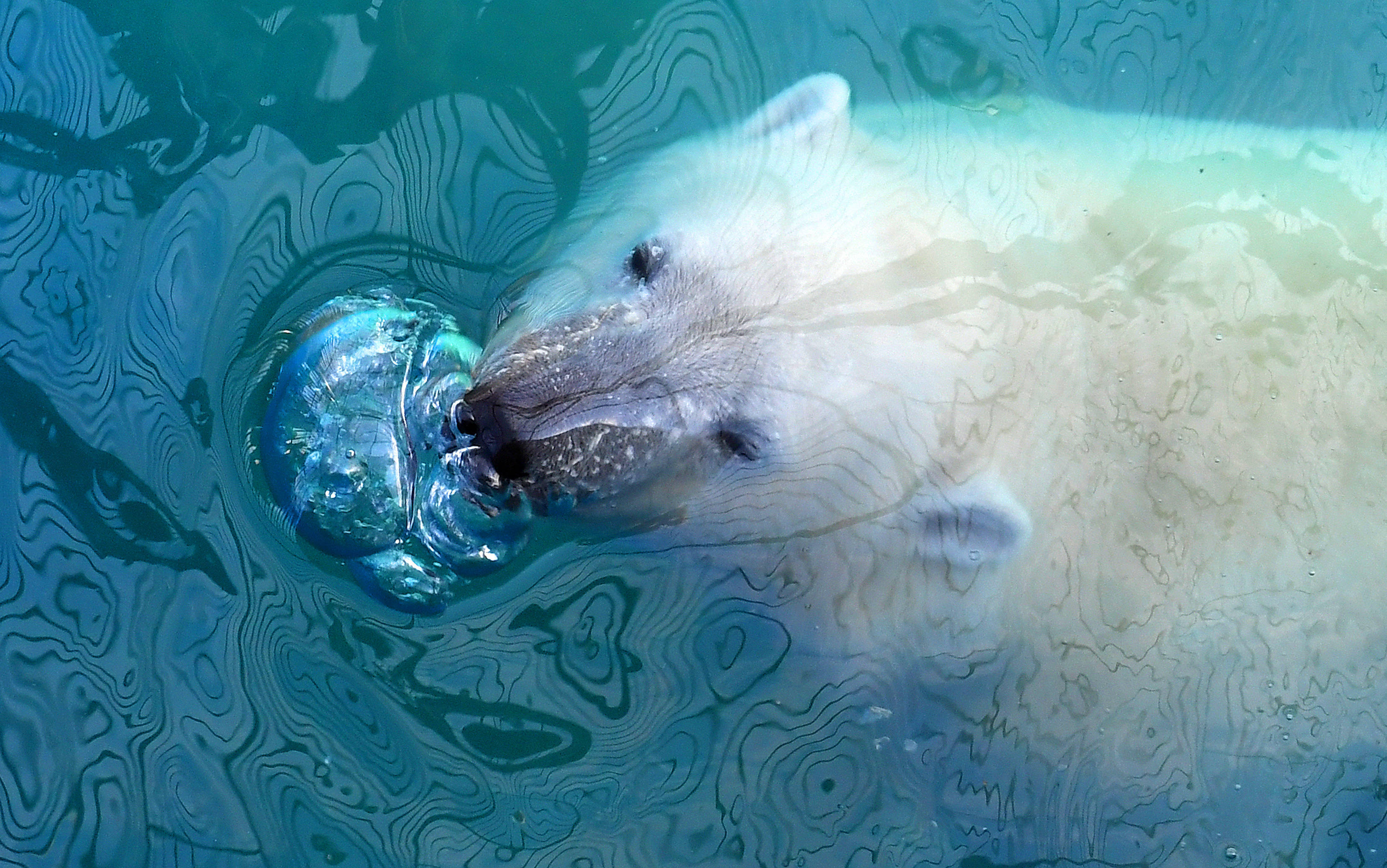 俄罗斯:动物园里的北极熊_新华社_叶尔马克_边疆区