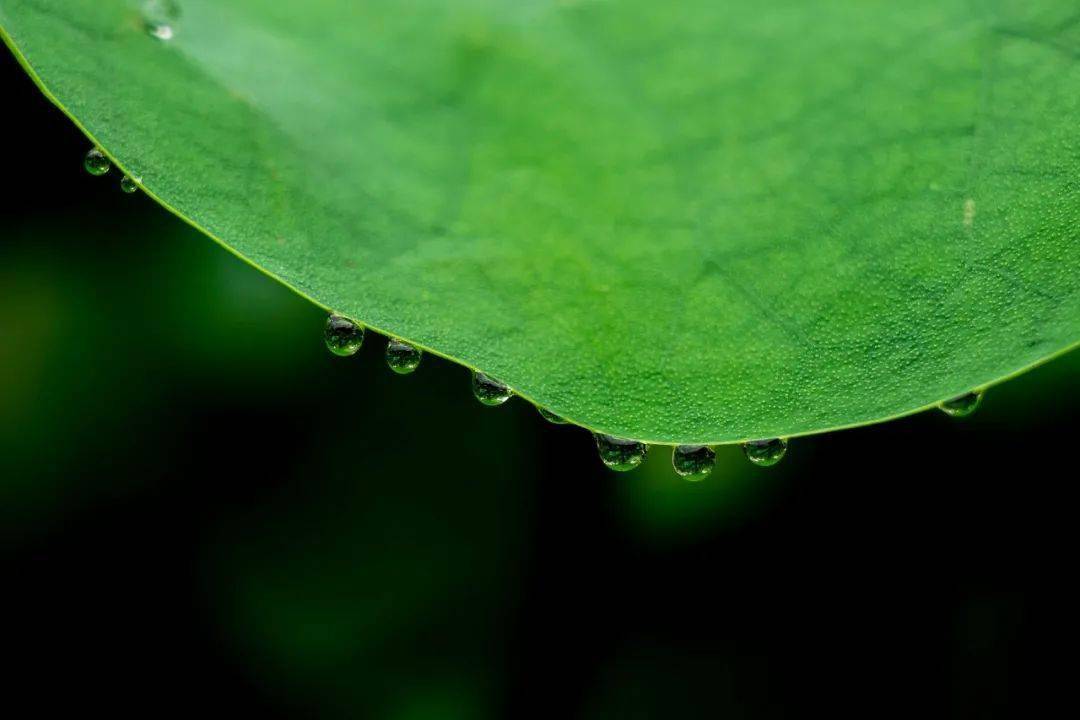 心情不好,生活就会失去活力;心态不好,心情就是浮萍一片.