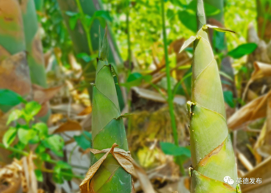 英德麻竹笋产销旺,笋农致富有奔头!_西牛镇_产业_加工
