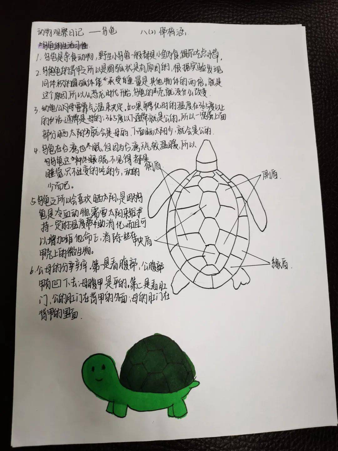 三年级动物观察记录卡图片(三年级动物观察记录卡图片怎么画)