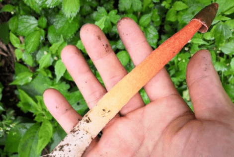 这种罕见的山野菌类,人称"鸡屎菌",味道恶臭难闻,却有奇用_食用_有毒