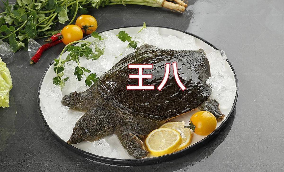 “王八”和“乌龟”是一样的么?区别很大,终于知道它们的区别了_生活_肉质_千年
