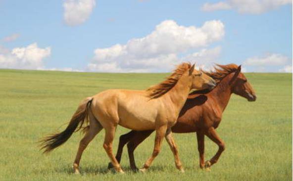 生肖马:十马九苦,1966年的属马人的晚年命运,54岁后怎么样?