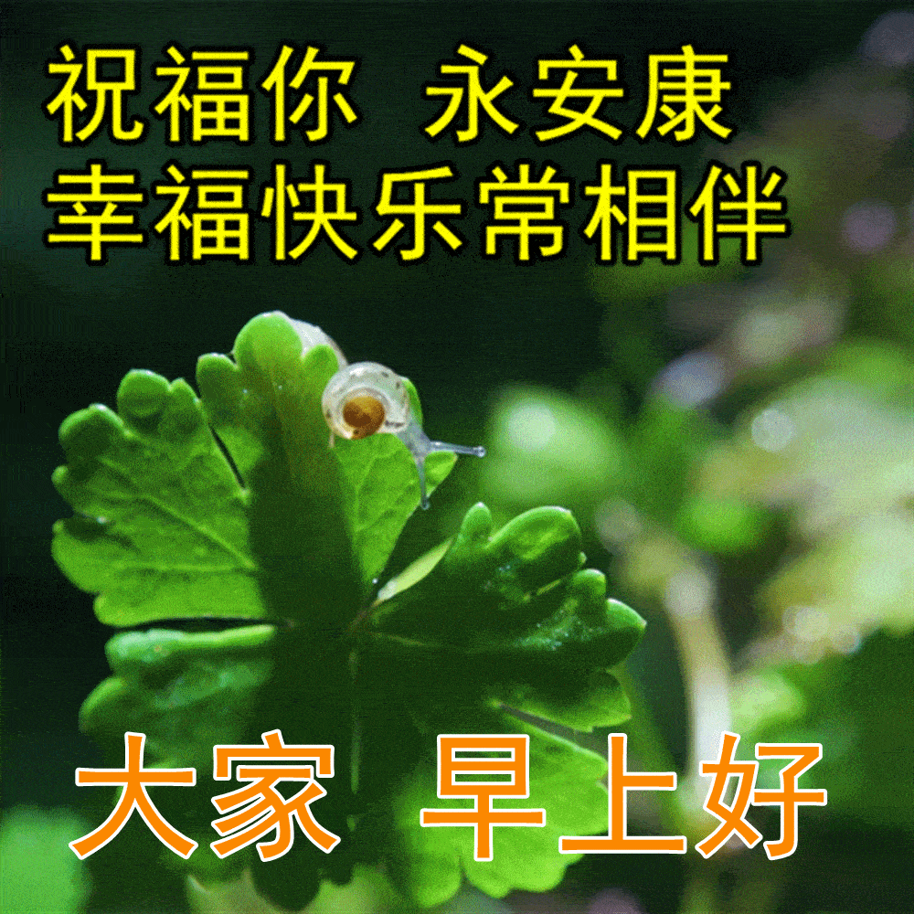 带着一夜安眠的美梦,带着我一夜酝酿的祝福,愿你相逢一轮簇新的太阳